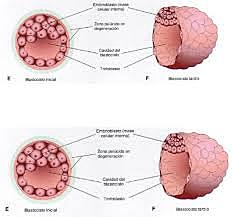Blastocito temprano y tardio