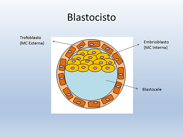 Trofoblasto y embrioblasto
