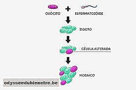 Anormalidades en la primera semana de gestación
