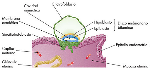 Implantacion del blastocito