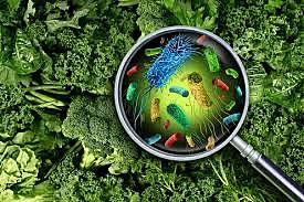 Llegada  de robert hooke a la reunion leeuwenhoek