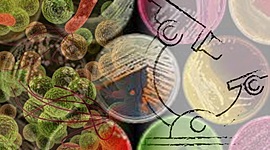 Timeline: Historia de la microbiología aplicada