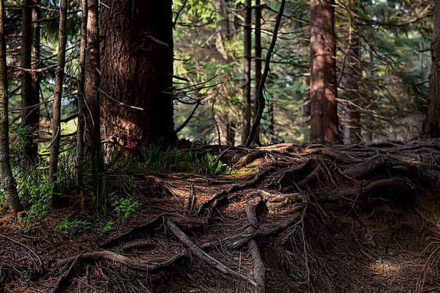 Esimeste metsade teke