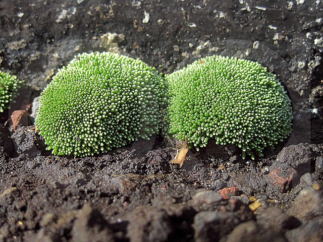 Hace 375 millones de años