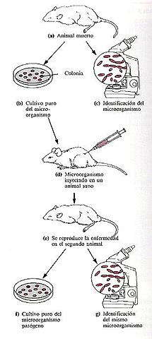 Robert Koch. Postulados