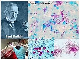 Ziehl y Neelsen