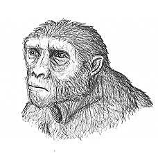 7 millones de años  Sahelanthropus Chadensis