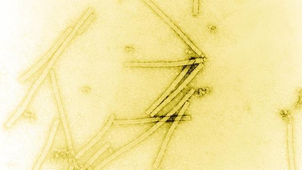 Martinus Willem Beijerinck