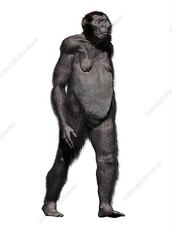 2.1-1.2 millones de años Paranthropus Robustus