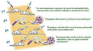 Primera demostración del papel de las bacterias como agentes causales de enfermedades