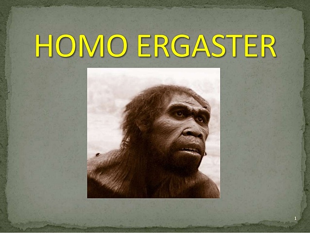 1.8-1.5 millones de años Homo Ergaster