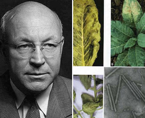 Stanley cristaliza el virus del mosaico del tabaco