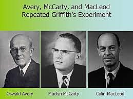 Oswald Avery, Colin Macleod, Maclyn McCarty