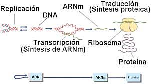 Sydney Brennen, Francois Jacob y Matthew Meselson
