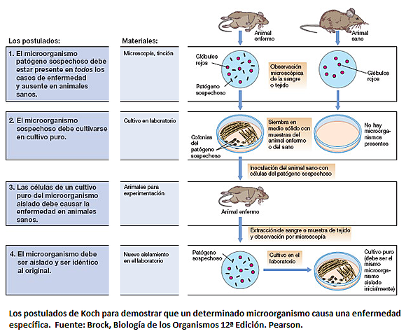 Obtención de cultivos puros