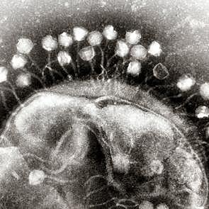 Descubrimiento de los bacteriófagos