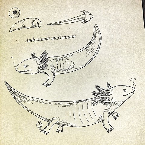 Primera Ilustración Científica