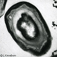 Se descubre el proceso de esporulación en Mycobacterium