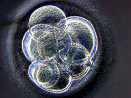 Secuencia completa del genoma bacteriano.