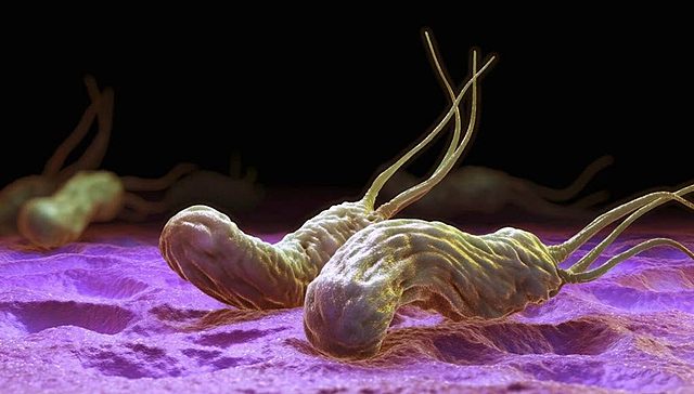 Microorganismo causante de úlceras