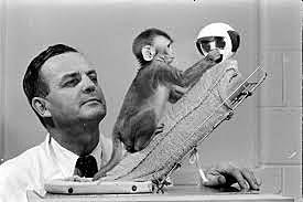 Experimentos con monos