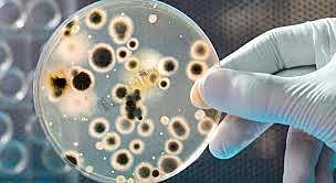 540 millones de años