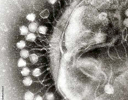 Frederick Twort/Felix d’Hérelle.