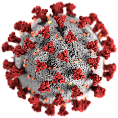 Se descubre el virus covid-19