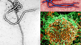 Timeline: Brotes de Ébola. Casos mayores