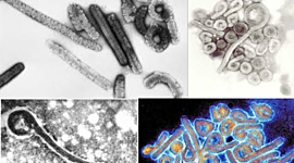 Timeline: Otros brotes de Filoviridae (Virus de Marburg y virus RAVV)
