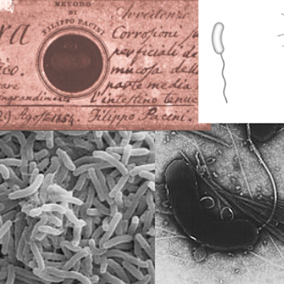 Timeline: Cronología del cólera