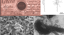 Timeline: Cronología del cólera