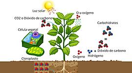 Timeline: Línea de tiempo fotosíntesis