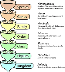 Linnaeus: nomenclatura de los microorganismos