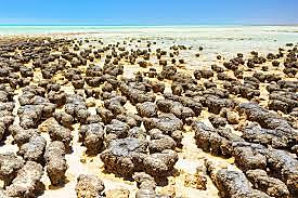 Stromatoliitide areng