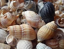 Önellátó gazdálkodás