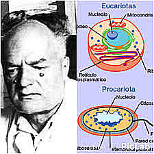 Chatton clasifica los organismos vivos en procariotas y eucariotas