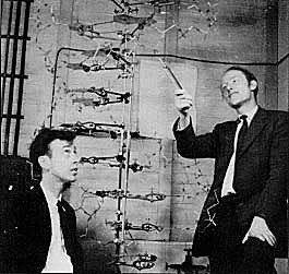 Watson y Crick proponen la estructura de doble hélice del DNA