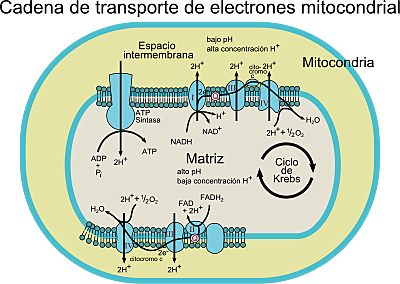 Síntesis de Electrones