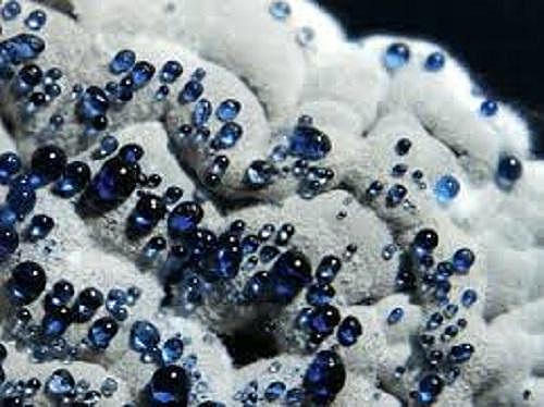 Secuenciación del genoma de Streptomyces coelicolor.