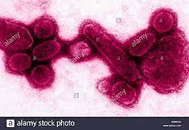 Aparece en Asia la gripe aviar