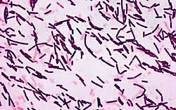 Bacillus subtilis