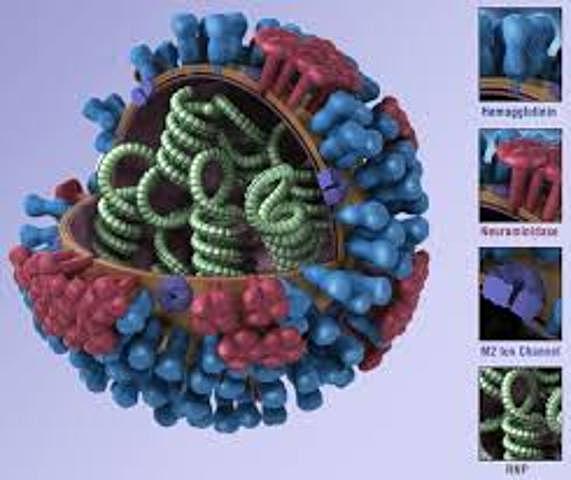 Caracterización "in vivo" e "in vitro" del virus H1N1.