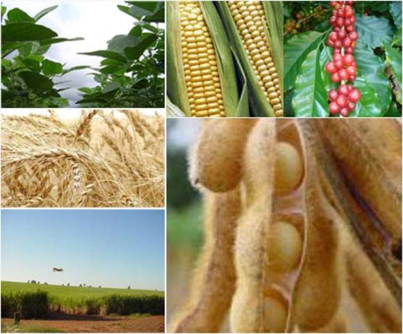 Investigación Industrial y Agrícola