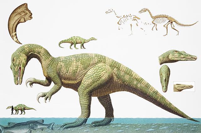 250 MILLONES DE AÑOS