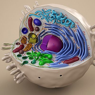 Timeline: История изучения клетки.