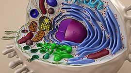 Timeline: История изучения клетки.