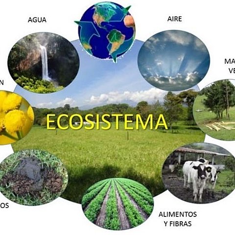 Surge el término “servicios de ecosistemas".