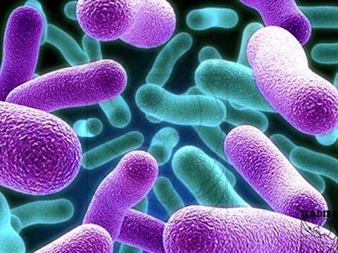 Robert koch descubre el bacilo de la tuberculosis y poco después el del cólera