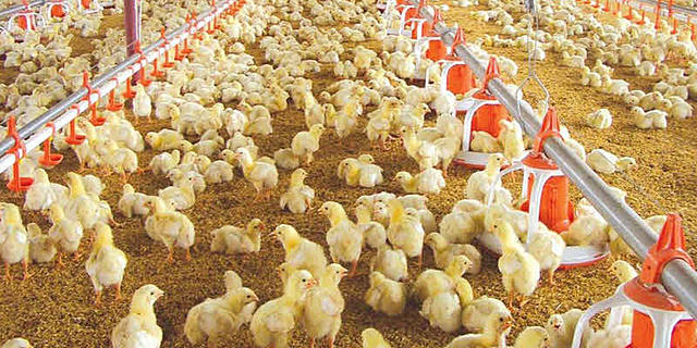 La FAO adoptó medidas estrictas para combatir al virus del SARS y ha comenzado a reestructurar su subsector avícola y a reforzar los servicios veterinarios para enfrentar la amenaza de brotes de enfermedades